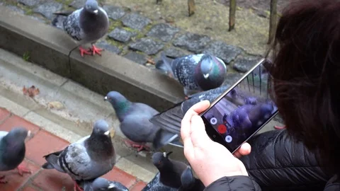 Shooting of feeding of pigeons. Stock Footage 121331081