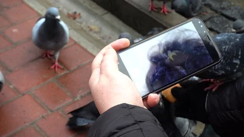 Shooting of feeding of pigeons. Stock Footage 121331089