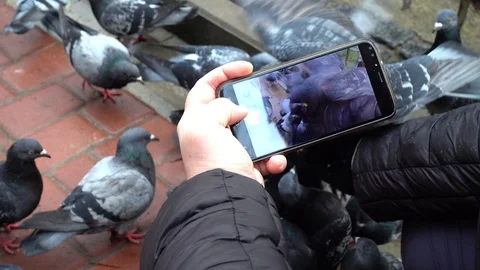 Shooting of feeding of pigeons. Stock Footage 121331234