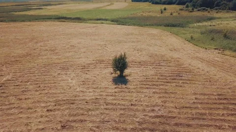 Shooting a field with a dry grass Stock Footage 112307319