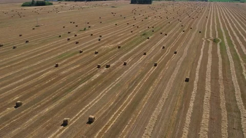 Shooting a field with twisted haystacks.Top view.The beginning of autumn.Harvest Stock Footage 164424723