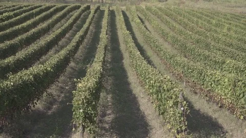 Shooting of fields planted with grape Stock Footage 71317393