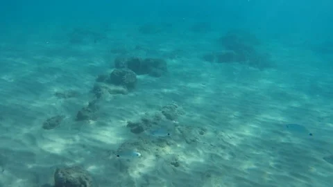 Shooting fish under water. Blue ocean. Seabed Stock Footage 94263847