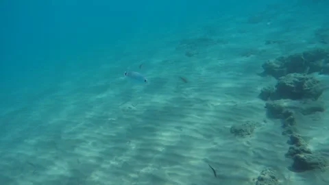 Shooting fish under water. Blue ocean. Seabed. Stock Footage 94555215
