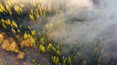 Shooting fog over the forest in the mountains. Dawn in the highlands. Stock Footage