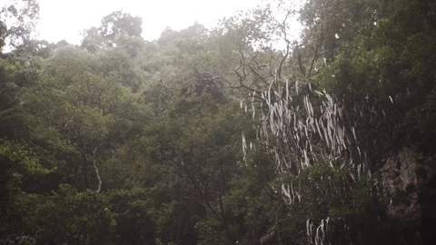 Shooting the forest against the sky. Stock Footage 154160391