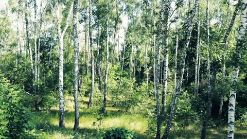 Shooting in the forest. Stock Footage 112302305