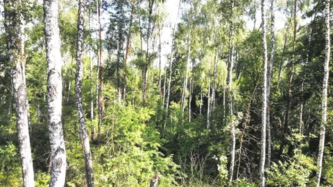 Shooting in the forest. Stock Footage 112303265