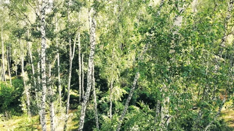 Shooting in the forest. Stock Footage 112303920