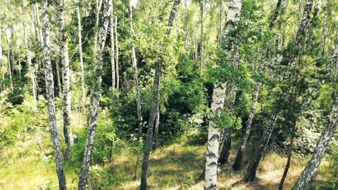 Shooting in the forest. Stock Footage 112304672