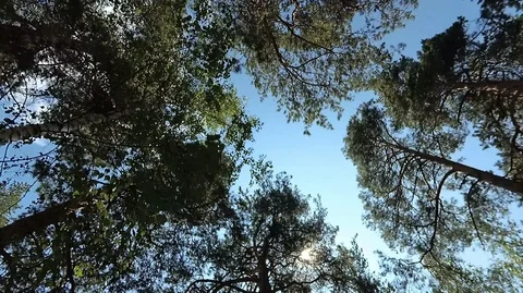 Shooting in the forest in summer Stock Footage 120055059