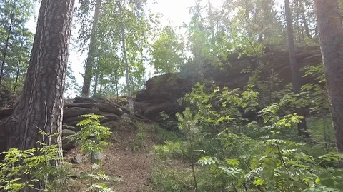 Shooting in the forest in summer Stock Footage 120055249