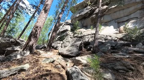 Shooting in the forest in summer Stock Footage 120055655