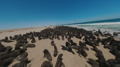 Shooting Fur Seals From a Drone Stock Footage 297578024