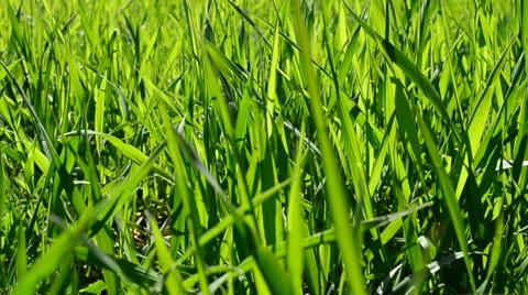 Shooting of a grass Stock Footage 49415828