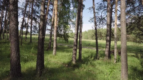 Shooting with a handheld camera with an exit from the forest. Stock Footage 113648458