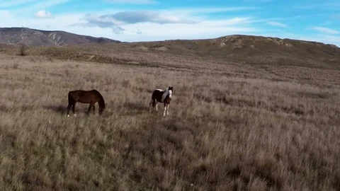 Shooting horses with a drone at close range Stock Footage 84555288