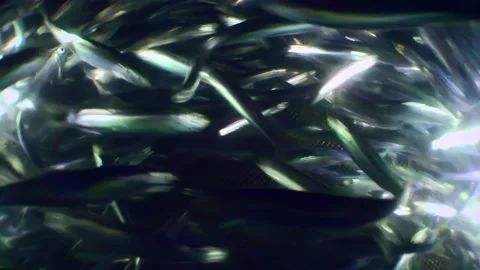 Shooting inside a fishing net. Stock Footage 237750810