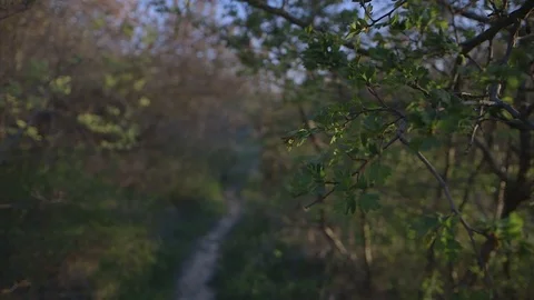 Shooting of the leaves of the trees close up Stock Footage 99866101