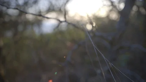 Shooting of the leaves of the trees close up Stock Footage 99866280