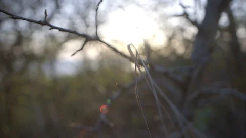 Shooting of the leaves of the trees close up Stock Footage 99866328