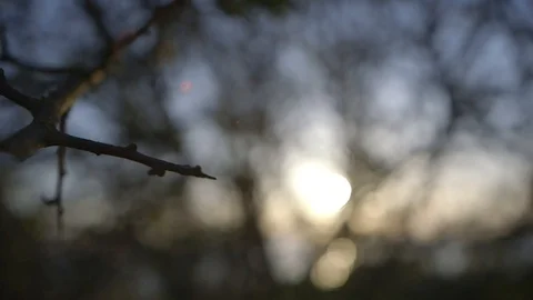 Shooting of the leaves of the trees close up Stock Footage 99867123