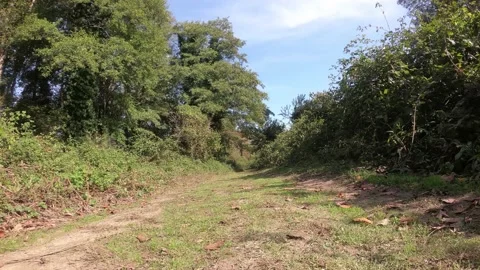 Shooting at low angle on dirt forest road. Video stock 142240161
