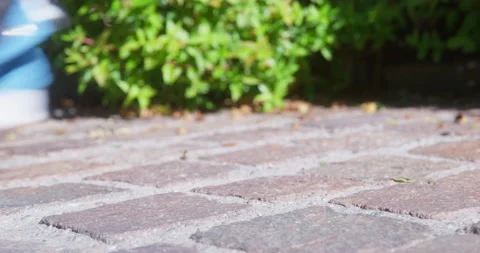 Shooting from low angle so only paws of active dog are visible in shot Stock Footage 234153331