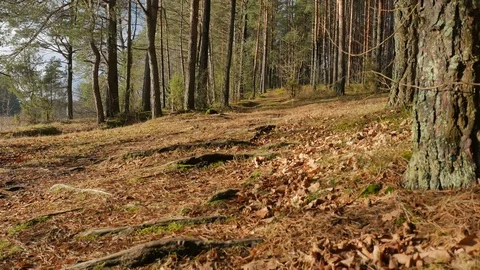 Shooting from a low point, camera moves along a forest road, Pine forest, sunny Video stock 124130731