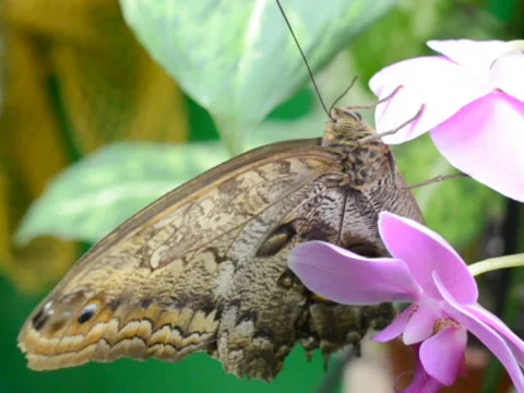 Shooting of macro. Related clips are in my portfolio in 1920x1080. Stock Footage 44805305
