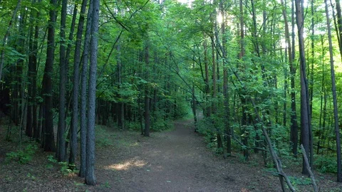 Shooting with a manual camera with a stabilizer in the forest Stock Footage 119073476