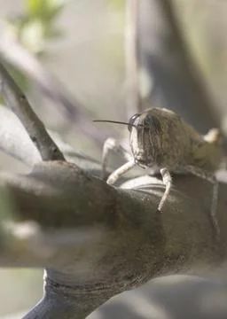 Shooting of migratory grasshopper on tree Stockfoto's