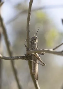 Shooting of migratory grasshopper on tree Stockfoto's