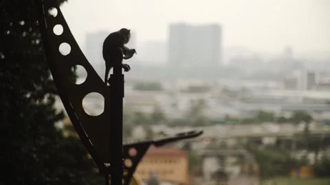 Shooting a monkey in front of a city in Malaysia. Stock Footage 154160475