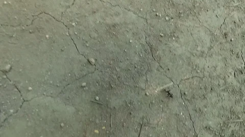 Shooting in motion through the forest with an action camera Stock Footage 120197321