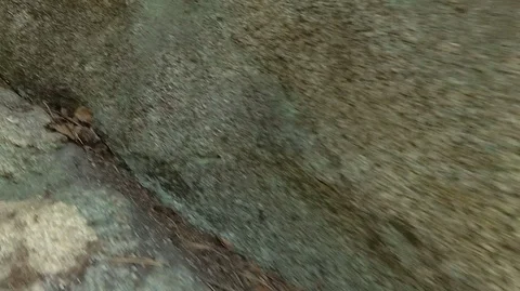 Shooting in motion through the forest with an action camera Stock Footage 120197671