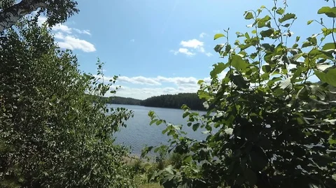 Shooting in motion through the forest with an action camera Stock Footage 120197773