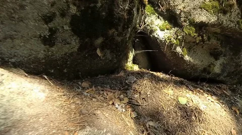 Shooting in motion through the forest with an action camera Stock Footage 120198861