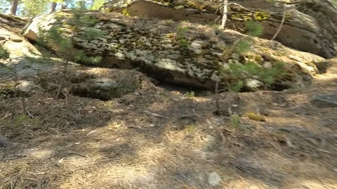 Shooting in motion through the forest with an action camera Stock Footage 120198950