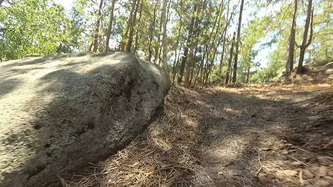 Shooting in motion through the forest with an action camera Stock Footage 120199889