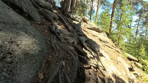 Shooting in motion through the forest with an action camera Stock Footage 120200548