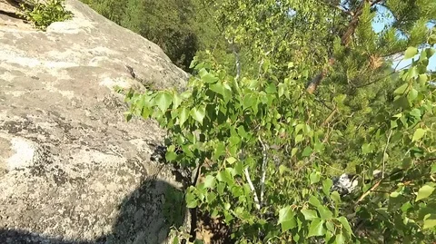 Shooting in motion through the forest with an action camera Stock Footage 120200990