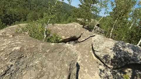Shooting in motion through the forest with an action camera Stock Footage 120201049