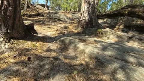 Shooting in motion through the forest with an action camera Stock Footage 120201573