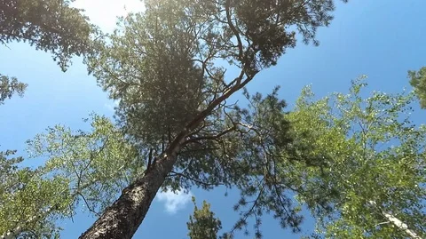 Shooting in motion through the forest with an action camera Stock Footage 120201578