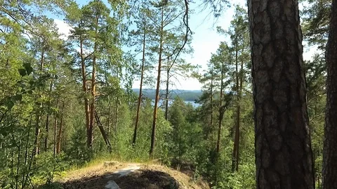 Shooting in motion through the forest with an action camera Stock Footage 120201938