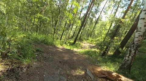 Shooting in motion through the forest with an action camera Stock Footage 120202334
