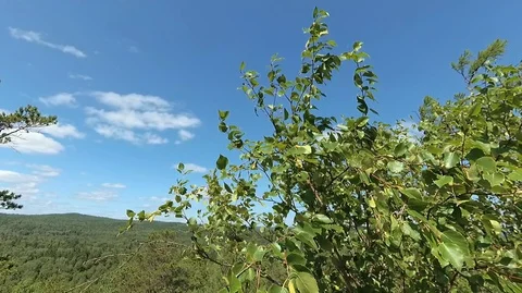 Shooting in motion through the forest with an action camera Stock Footage 120202932