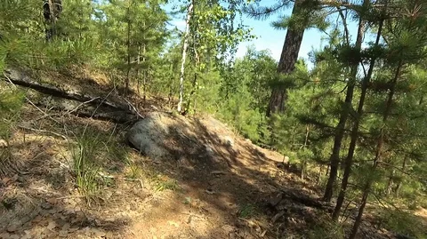 Shooting in motion through the forest with an action camera Stock Footage 120203478