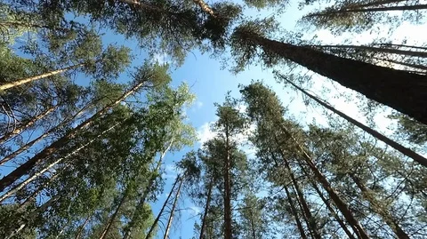 Shooting in motion through the forest with an action camera Stock Footage 120204282